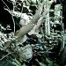 ladyinviolett_yoko_020911_32